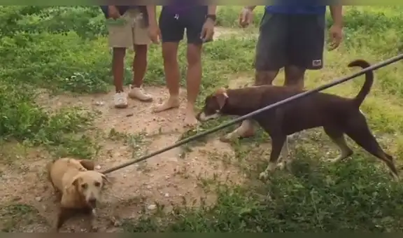 Perro busca ayuda para que rescaten a su compañera atascada en una alcantarilla [VIDEO]