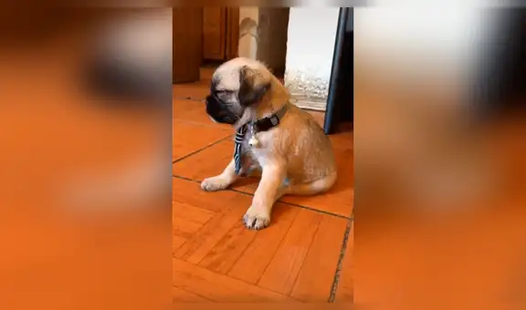 Mujer adopta a perro pug,  sin imaginar que con el tiempo descubriría su verdadera raza [VIDEO] 