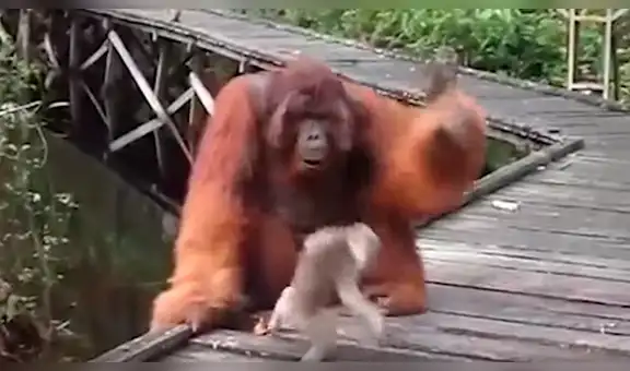 Mono bebé quita plátano a enorme orangután, sin imaginar que el“karma” le daría un duro castigo [VIDEO] 