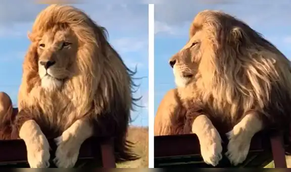 YouTube: león exhibe su gran melena y se cree estrella de televisión