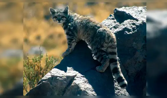 20 Animales en peligro de extinción y extintos en Perú 2019 [FOTOS]