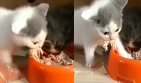 Gato no quiere compartir su comida y aleja a ‘hermano’ de forma curiosa