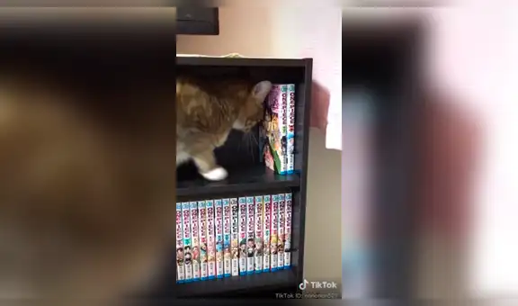 Gato arruina colección de manga de su dueño tras ser ignorado por varios minutos [VIDEO]