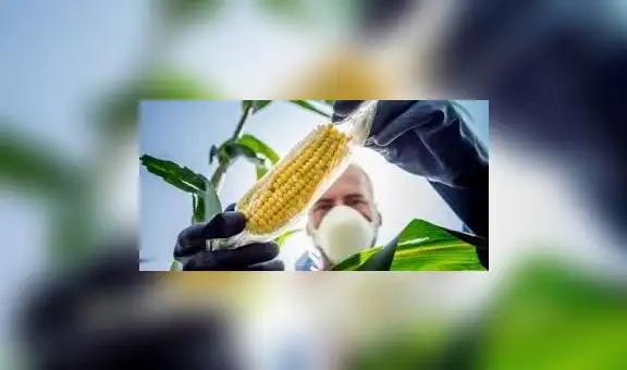 Congreso amplía moratoria a producción de transgénicos hasta el 2035