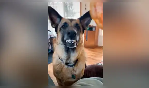 Joven le enseña a su perro un pedazo de carne a su perro y le toma curioso selfie [VIDEO]