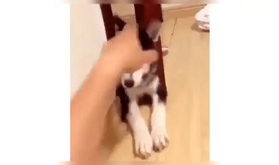 Joven condiciona a su perro con inesperados movimiento para que ‘baje el volumen’ de sus ladridos [VIDEO]