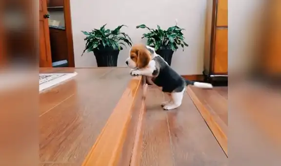 Joven encuentra a su perrito tratando de aprender a subir las escaleras [VIDEO]