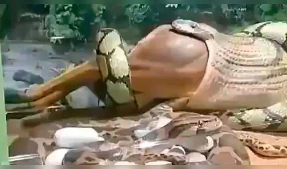 Visita zoológico y ve que serpiente disloca su mandíbula para engullir a enorme animal [VIDEO]