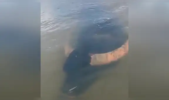 Bañista encuentra misteriosa mancha negra bajo el agua, se aproxima y descubre enorme toro [VIDEO]