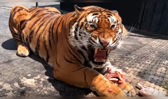 Joven se acerca a las rejas de furioso tigre para tomarse un selfie y este no lo tolera [VIDEO]