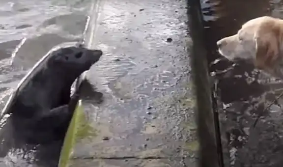 Dueño captó un tierno momento entre su perro y una foca que jugaban a las escondidas [VIDEO]