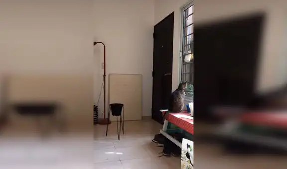 Colocan cámara para saber lo que hace su gato cuando salen de casa y se llevan una tierna sorpresa [VIDEO] 