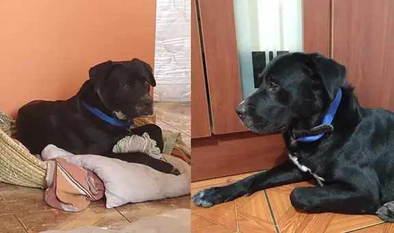 Piden ayuda para encontrar a mascota perdida en Surco