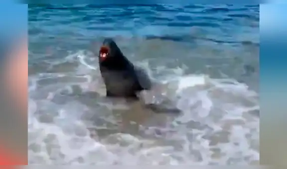 Extraña criatura sale del mar para atacar a bañistas y ellos hacen lo impensado para salvar su vida [VIDEO]