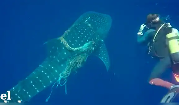Valientes buzos rescatan a ballena envuelta en las redes de un pescador y final es inesperado [VIDEO]