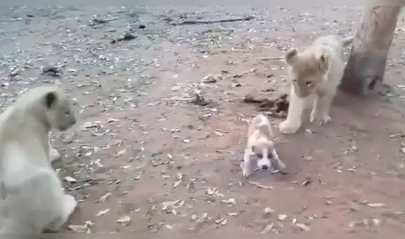 Perro se mete a santuario de leones y devora su comida frente a ellos [VIDEO]