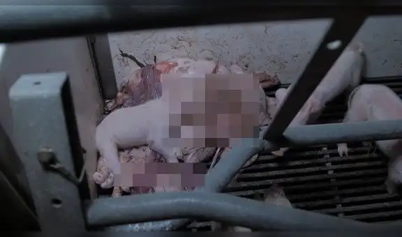 Enjaulados, heridos o putrefactos junto a sus madres: atroz tortura a cerdos bebés en granja [VIDEO]
