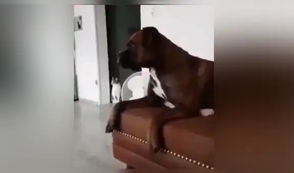 Facebook viral: perro escucha sirena de bomberos, intenta imitarla y resultado genera risas en las redes [VIDEO] 