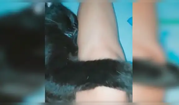 Gato no quiere que su dueña salga a trabajar y se aferra a ella para no dejarla ir [VIDEO]