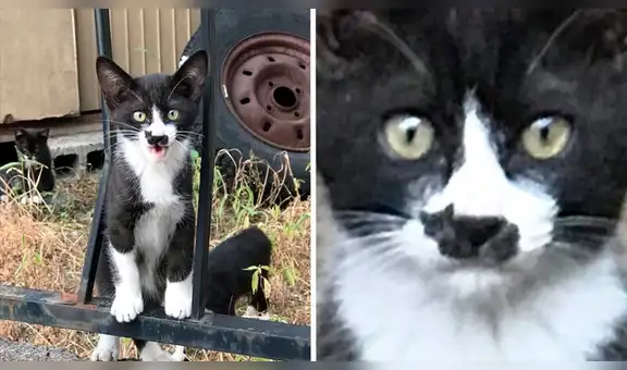 Descubren gato bebé en la calle y notan que tiene un ‘bigote’ con forma de felino [VIDEO]