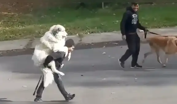 Facebook: perro "más ocioso del mundo" protagoniza divertida escena junto a su dueño [VIDEO]