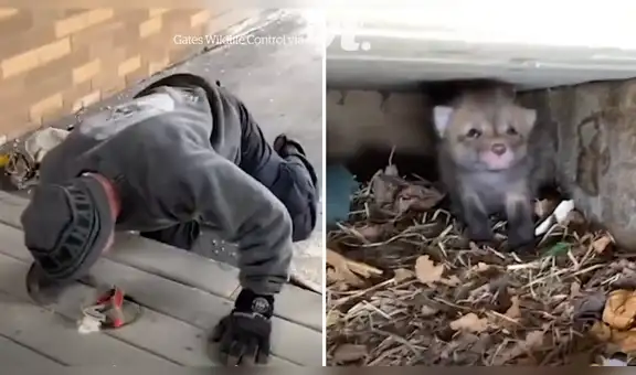 Escucha extraño ruido bajo la entrada de su hogar, revisa y halla a zorros bebés abandonados [VIDEO]