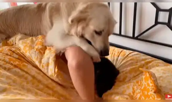 Cámara registra divertida reacción de perro al ver a su dueño dormido [VIDEO]