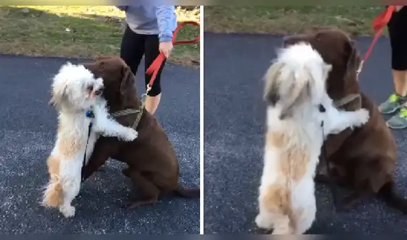 Perro tiene emotivo reencuentro con su ‘mejor amigo’ al que no veía por la cuarentena [VIDEO]