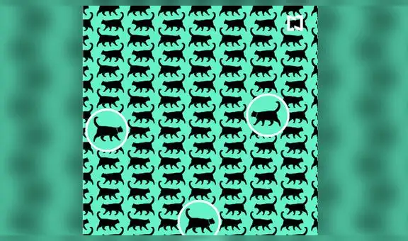 ¿Encuentras los tres gatos con collar ocultos? El reto visual que casi nadie puede superar [FOTOS]