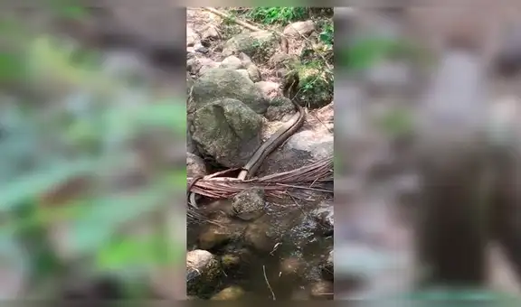 Letales cobras luchan a muerte y vencedor se aparea con hembra [VIDEO]