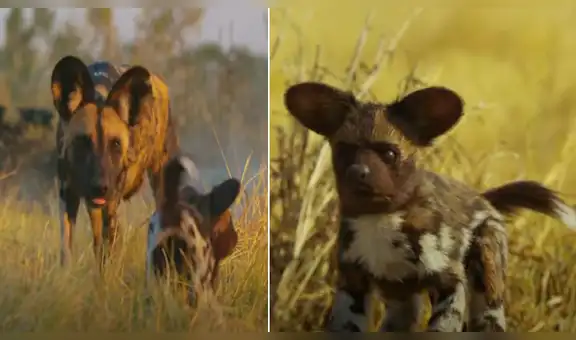 Colocan robot 'vestido’ de perro salvaje y manada enfurece al descubrir la verdad [VIDEO]