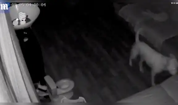 Osado perro queda al descubierto cuando su dueño revisa la cámara de seguridad [VIDEO]