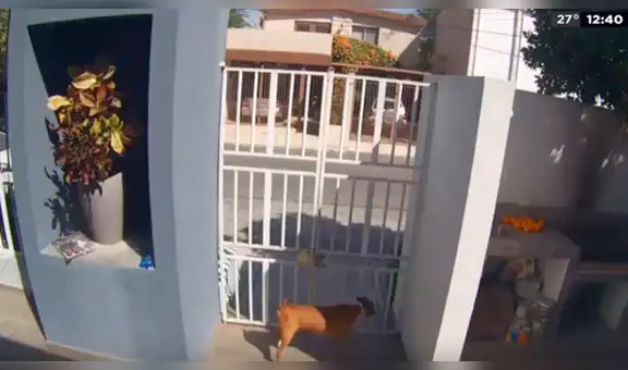 Ladrón entra a casa para robar, feroz perro lo ataca y lo obliga a escapar [VIDEO]