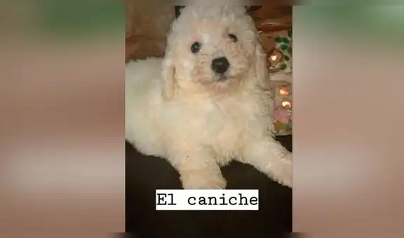 Pensó que había adoptado a cachorro french poodle y al poco tiempo descubrió su verdadera raza [VIDEO]