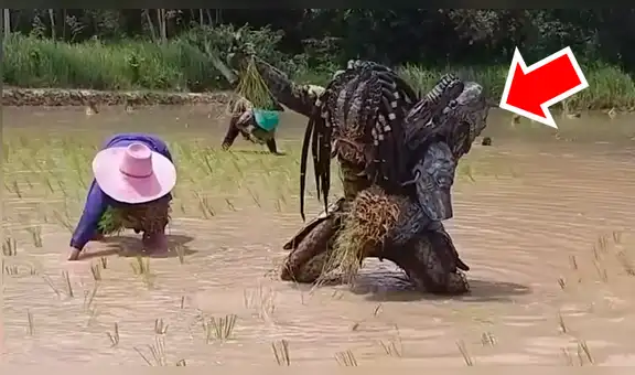 Facebook viral:‘Depredador’ aparece cosechando arroz y causa furor entre campesinos [VIDEO] 