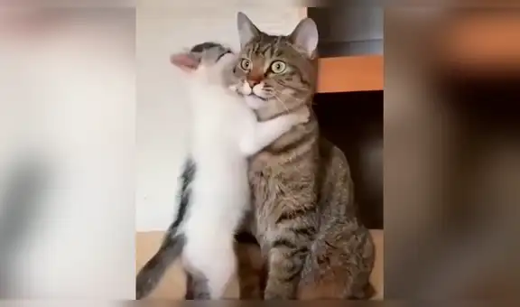 Pequeño gato intenta llamar la atención de su madre con caricias, pero es rechazado [VIDEO] 