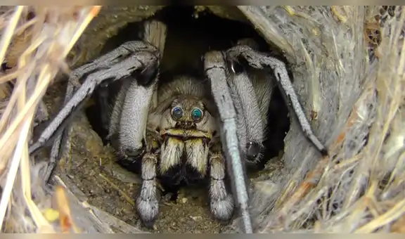 Se topa con misterioso agujero en el suelo, lo revisa y descubre terrorífica criatura en el interior [VIDEO]