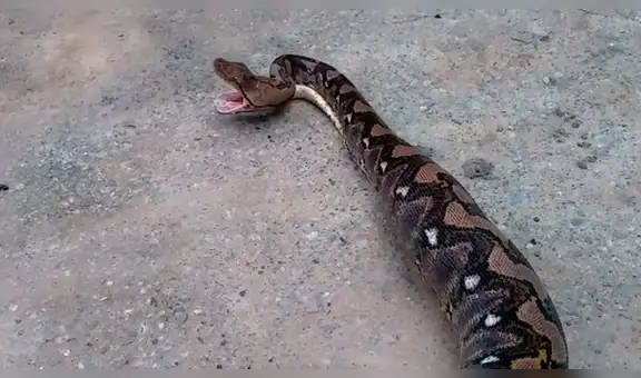 Joven se topa con serpiente salvaje y capta asqueroso momento en que regurgita a un gato entero [VIDEO]