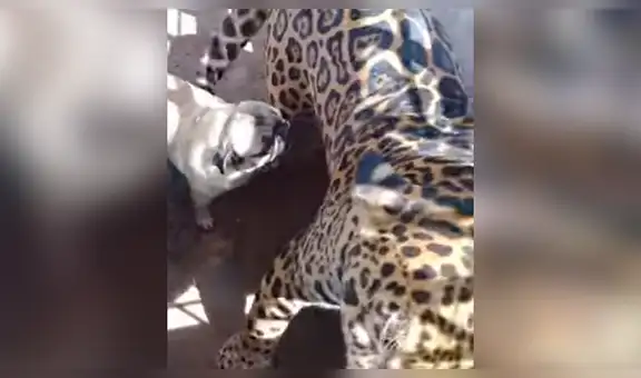 Facebook viral: terror por audaz perro que ingresa a jaula de jaguar enfurecido en México [VIDEO]