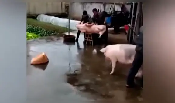 YouTube Viral: venganza de cerdo contra criador que iba a matar a su amigo