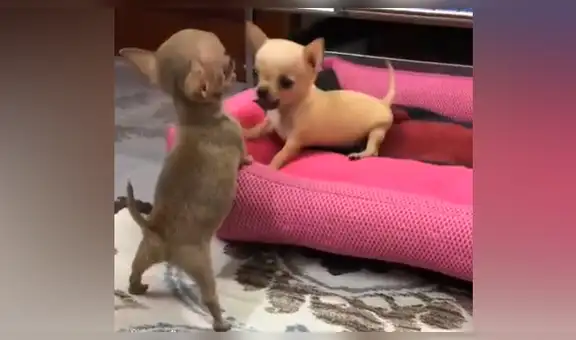 Deja solos a sus cachorros chihuahuas y al regresar los encuentra en una adorable escena [VIDEO]