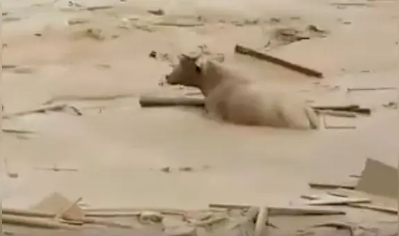 Punta Hermosa: ¿Qué pasó con los animales que fueron arrastrados por el huaico? | VIDEO