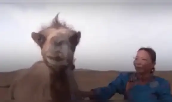 Camello atraviesa 100 kilómetros de desierto para reencontrarse con su dueño [VIDEO]