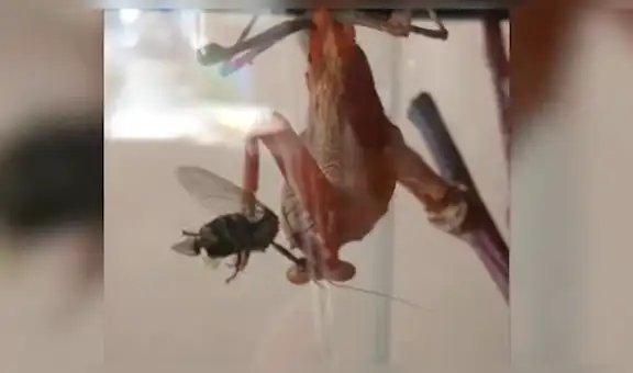 Mosca es devorada por cruel mantis religiosa y da a luz a varias larvas para que se salven del ataque [VIDEO]