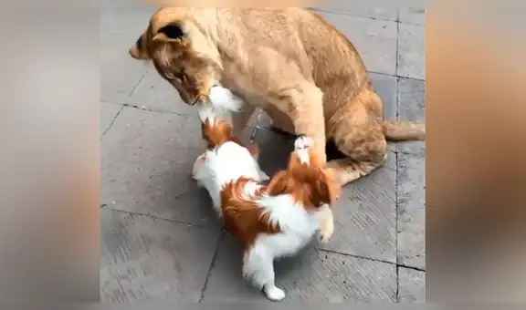 Creyeron que león devoraba a indefenso perro pekinés, pero la verdad los deja impactados [VIDEO]