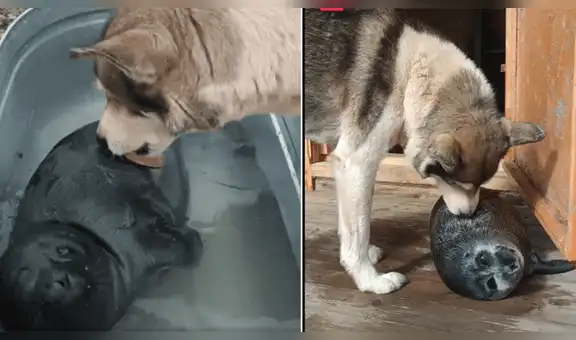 Perro ayuda a rescatar a una foca bebé que quedó huérfana y la cuida como a su cría [VIDEO]
