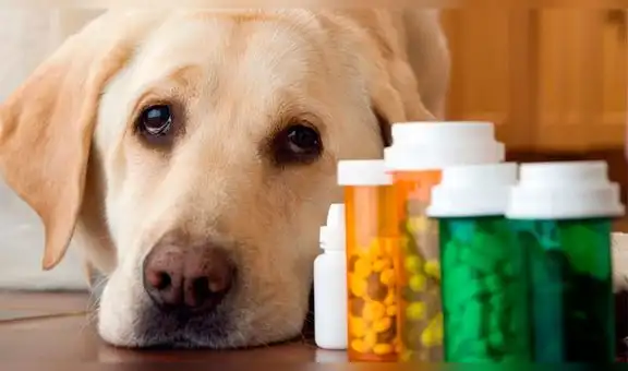 ¿Qué medicamentos pueden causarle la muerte a tu perro? 