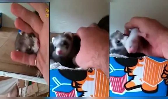 Hurón jala dedo de su dueño para ‘presentarle’ a su cría recién nacida y causa ternura en miles [VIDEO]