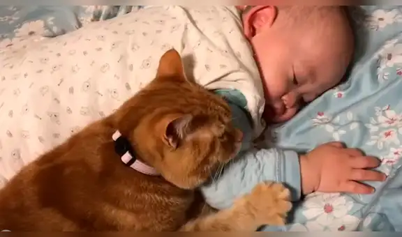 Regresa a su casa y encuentra tierna escena de su bebé con curioso gato [VIDEO]