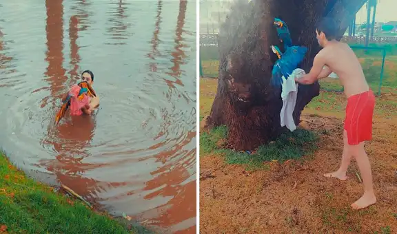 Joven salva a dos guacamayos de morir ahogados en una laguna